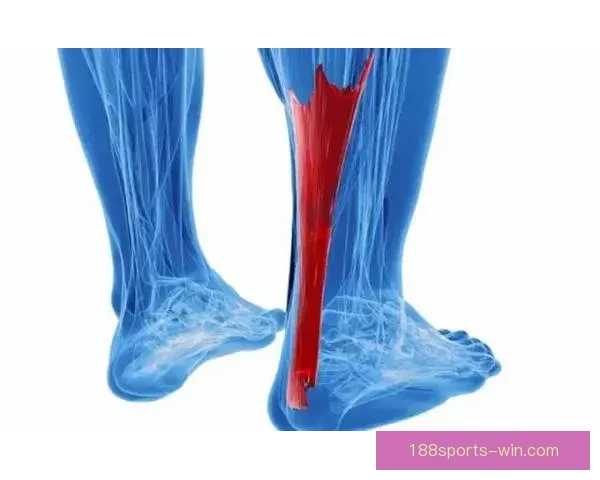 穆迪左膝髌腱撕裂赛季提前报销复出前景堪忧康复之路漫长挑战重重